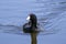 American Coot water bird, Walton County, GA