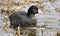 American Coot water bird, Walton County, Georgia, USA