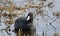 American Coot water bird, Walton County, Georgia, USA