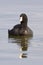 American Coot Waterfowl Bird swimming in a cold Lake