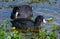 American coots feeding