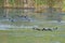 American Coots Swimming in an Autumn Pond