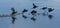 American Coots taking off from icy lake