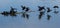 American Coots taking off from icy lake