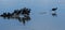 American Coots taking off from icy lake