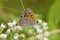 American Copper Butterfly   611922