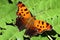 American copper Lycaena phlaeas butterfly resting on a leaf