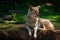 American Coyote Lying Down Close Up