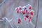 American cranberry bush covered with a thin layer of ice in winter