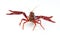 American crayfish on a white background