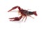 American crayfish on a white background