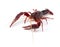 American crayfish on a white background