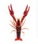 American crayfish on a white background