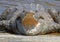 American crocodile (Crocodylus acutus) Basking in The Sun