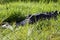 American Crocodile hiding in grass