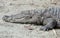 American Crocodile Sleeping