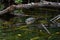 American Crocodile in a swamp in Jamaica