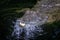 American Crocodile in a swamp in Jamaica