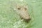 American Crocodile swimming in a mangrove lagoon