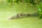 American Crocodile swimming in a mangrove lagoon