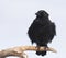 American Crow