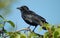 American crow.