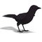 American Crow. 3D rendering with clipping path