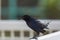 American crow