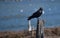 An American crow on a barbed-wire fence