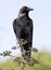 American crow or black bird on tree, california