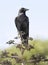 American crow or black bird on tree, california