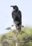 American crow or black bird on tree, california