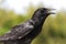 American Crow (Corvus brachyrhynchos)