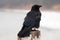 American crow Corvus brachyrhynchos perched on San Simeon Big Sur pier on the central California coast - USA