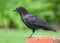 American Crow, Corvus brachyrhynchos, standing on a brick post in a suburban garden