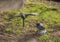 `The American Crow` by David Iles on the campus of the University of North Texas in Denton, Texas.