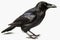 American Crow isolate on white background