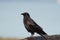 American crow resting at seaside beach