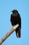 American crow resting on tree branch