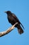 American crow resting on tree branch