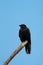 American crow resting on tree branch