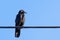 American crow sitting on a cable; blus sky background
