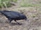 American crow standing on the ground