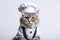 American Curl Cat Dressed As A Chef On White Background