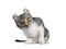 American Curl Shorthair cat on white