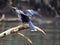 American Darter, Anhinga anhinga, is preparing to take off, Tarcoles River, Costa Rica