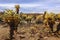 American desert landscape. Cholla cactuses in the Cactus Garden area, Joshua Tree National Park.