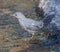 American Dipper