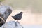 American Dipper