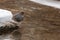 American dipper bird on rock with snow